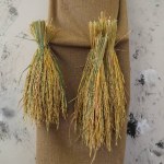 dry ears of wheat or paddy hanging on wooden background