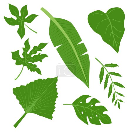 Ilustración de Conjunto de diferentes hojas tropicales - Imagen libre de derechos
