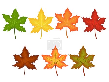 Illustration for Set autumn maple leaves - Royalty Free Image