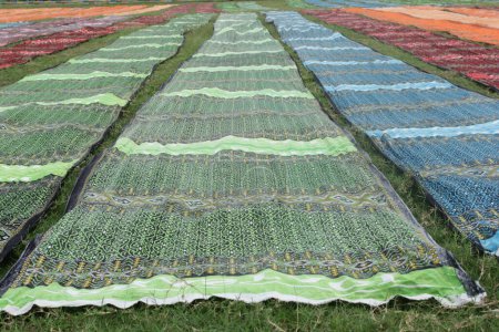 Photo for Batik cloth drying on the field - Royalty Free Image