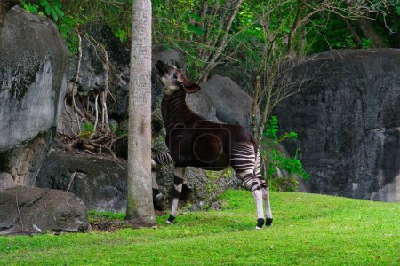 Der Okapi, der im Regenwald des Kongo beheimatet ist, ist ein Verwandter der Giraffe mit einem einzigartigen Aussehen: zebraartigen Beinen und einem rötlich-braunen Körper. Es ist ein einsamer und schwer fassbarer Pflanzenfresser.