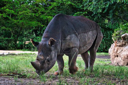 The black rhinoceros, native to Africa, is critically endangered due to poaching and habitat loss. Known for its hooked lip, it feeds on bushes and trees.                               
