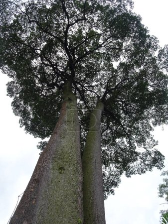 Foto de Árbol gigante en la selva, Singapur. Foto de alta calidad - Imagen libre de derechos