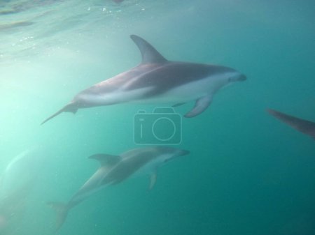 Téléchargez les photos : Sous l'eau, avec des dauphins crépusculaires sauvages à Kaikoura - en image libre de droit