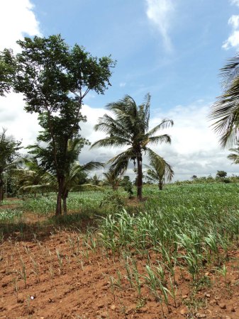 Foto de India rural en Karnataka, campos y árboles. Foto de alta calidad - Imagen libre de derechos