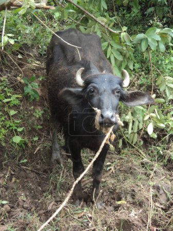 Foto de Un búfalo en la India rural, Karnataka. Foto de alta calidad - Imagen libre de derechos