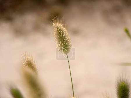 Téléchargez les photos : Une fleur de lapin dans le sable - en image libre de droit