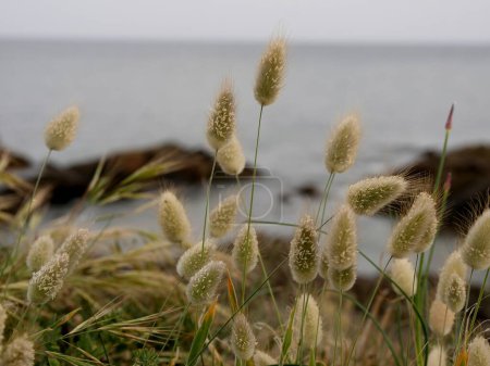 Téléchargez les photos : Fleurs ovales de lagurus ovatus ou de bunnytail avec la mer en arrière-plan en Bretagne - en image libre de droit