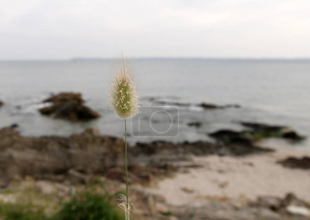 Foto de Flor ovalada de lagurus ovatus o bunnytail planta con el mar en el fondo en Larmor plage - Imagen libre de derechos