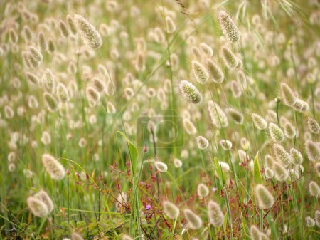 Téléchargez les photos : De nombreux lièvres à queue d'herbe fleurie dans un champ au printemps en Bretagne - en image libre de droit