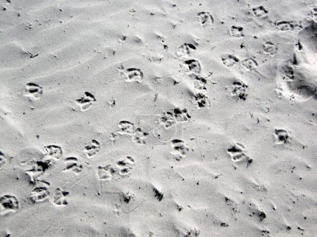 Photo for Footprint of birds in the sandy beach, in Gotland. - Royalty Free Image