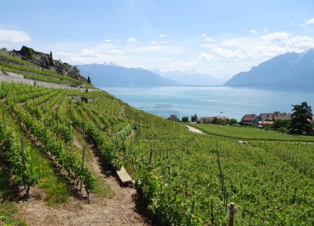 Photo for Vineyard Terraces, the Swiss Riviera in Vaud, a Unesco World Heritage site. - Royalty Free Image
