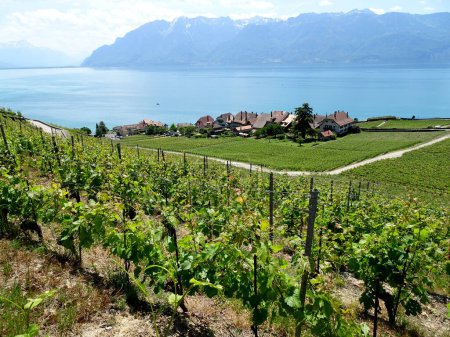 Photo for Vineyard Terraces, the Swiss Riviera in Vaud - Royalty Free Image
