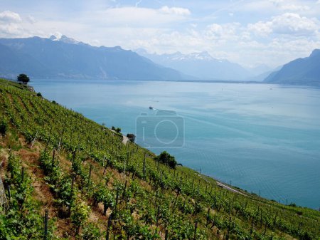 Photo for Vineyards of the Swiss riviera in Lavaux. Grapevine growing in amazing landscape of Geneva lake - Royalty Free Image