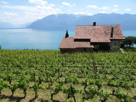 Photo for Vineyard in front of Geneva lake, Vaud. The Swiss riviera with amazing landscape in Lavaux. - Royalty Free Image