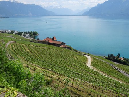 Photo for Vineyard Terraces on top of Geneva lake, in Lavaux. Stunning Unesco site to visit in Switzerland. - Royalty Free Image