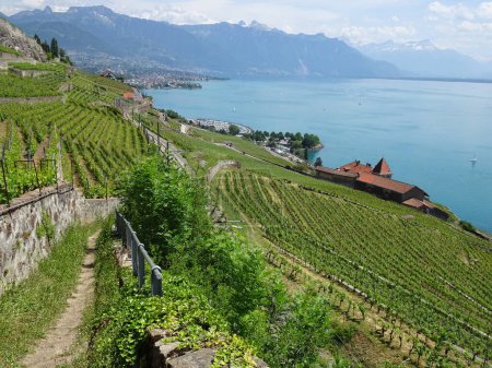 Photo for Vineyard Terraces on top of Geneva lake, Unesco site in switzerland. Scenic Swiss Riviera in Lavaux. - Royalty Free Image