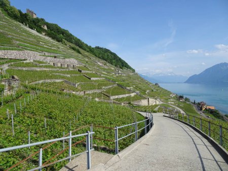 Photo for Vineyard Terraces, Unesco site in Lavaux, Switzerland. Scenic landscape. - Royalty Free Image