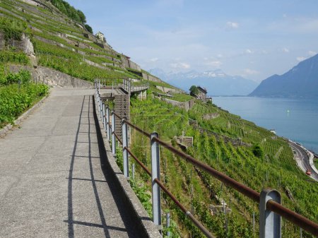 Photo for Vineyard Terraces, unesco site in switzerland, Vaud - Royalty Free Image