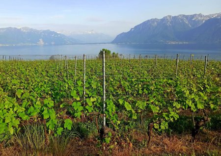 Photo for Vineyards, growing vine in front of lake Geneva, in Lavaux - Royalty Free Image