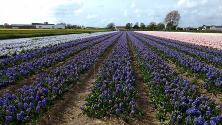 Foto de Paisaje rural en los Países Bajos en primavera: flores de jacinto en flor en los campos en abril. - Imagen libre de derechos