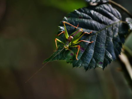 Foto de Barbitistes serricauda, grillo verde sobre una hoja - Imagen libre de derechos