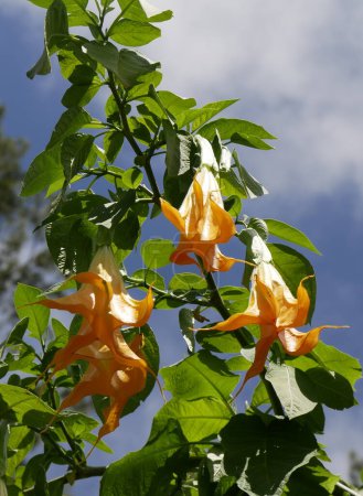 Téléchargez les photos : Fleurs jaunes, trompette d'anges à la Réunion île, France - en image libre de droit