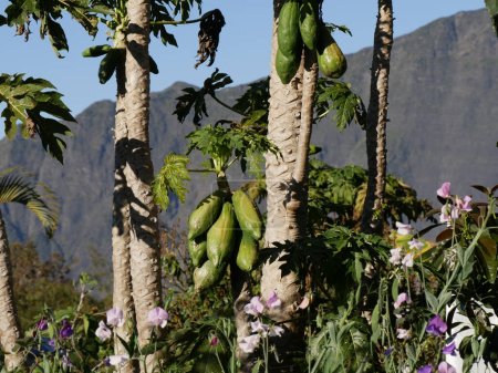 Foto de Árboles de papaya en las montañas de Cilaos en la isla de Reunión, Francia - Imagen libre de derechos