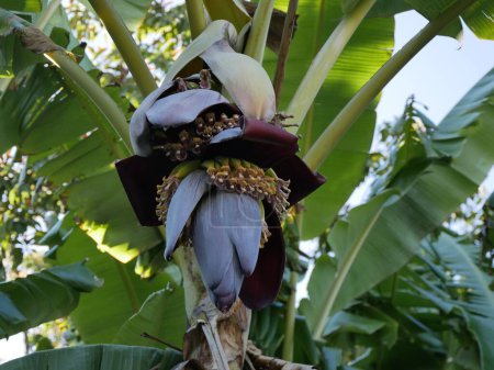 Foto de Primer plano de una flor de plátano - Imagen libre de derechos