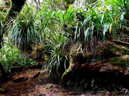 La selva tropical primaria de Bebour en Isla Reunión, vegetación densa y plantas epífitas