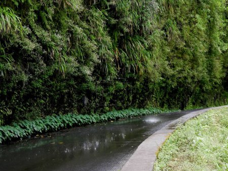 Téléchargez les photos : Pisse en l'air, une étrange cascade sur la route de Salazie, île de la Réunion - en image libre de droit