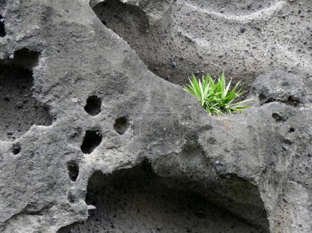 Téléchargez les photos : Étrange formation géologique de roches volcaniques siliceuses poreuses : pozzolana à La Réunion, France - en image libre de droit