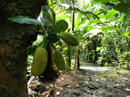Photo for Artocarpus heterophyllus, jackfruit tree and huge fruits in the jungle, Reunion, France - Royalty Free Image