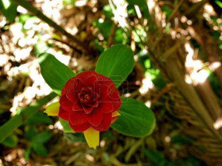 Téléchargez les photos : Costus barbatus fleur rouge et jaune avec fourmis, Réunion île - en image libre de droit