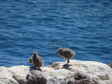 Foto de Dos gaviotas recién nacidas, grises y mullidas y lindas aves - Imagen libre de derechos