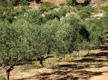 Photo for Olive trees field in Provence, near Aix en Provence, Olive cultivation in south of France - Royalty Free Image