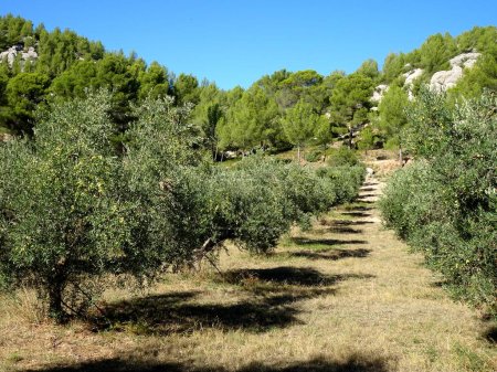 Photo for Rows of Olive trees in the field near Aix en Provence, south of France. Olea europaea tree - Royalty Free Image