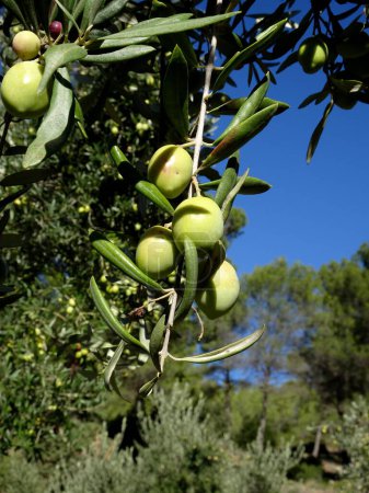 Photo for Olive fruit on olive tree in sunny weather in october, south of france, near Aix en provence - Royalty Free Image