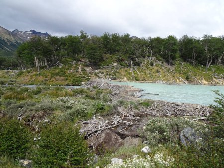Téléchargez les photos : Laguna esmeralda sentier de randonnée, les castors ont fait un barrage - en image libre de droit