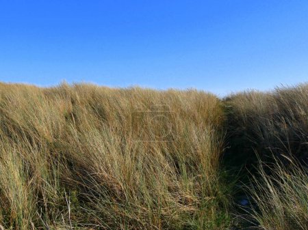 Foto de Un camino a través de hierba de playa europea en el paisaje de dunas de arena. Fotografía horizontal - Imagen libre de derechos