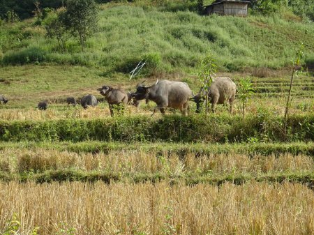 Foto de Otoño en los arrozales del norte de Tailandia, cerca de Chiang Mai. Búfalos de agua asiáticos pastando en los arrozales - Imagen libre de derechos