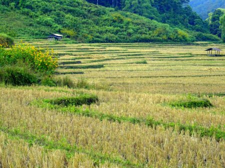 Foto de Paisaje rural del norte de Tailandia de arrozales cosechados en terrazas cerca de chiang mai en otoño, paisaje agrícola asiático - Imagen libre de derechos