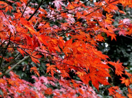 Foto de Hojas rojas en otoño de arce, follaje de otoño en el jardín - Imagen libre de derechos