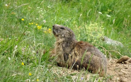 Foto de Marmota en los campos de los Alpes. Mamífero salvaje europeo, marmota marmota - Imagen libre de derechos