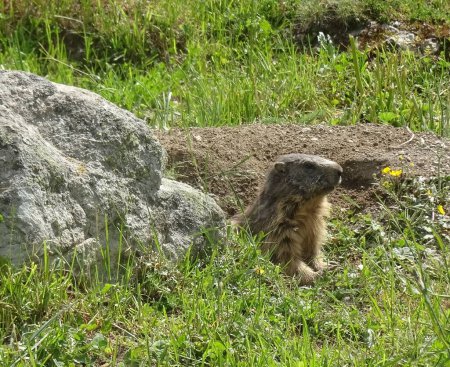Foto de Marmota alpina en la madriguera, en los Alpes. Marmota marmota, fauna europea en las montañas - Imagen libre de derechos