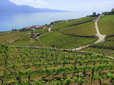 Photo for Scenic vineyard landscape in Vaud region, Switzerland. Terrace agriculture of grape vine, unesco site in front of geneva lake - Royalty Free Image