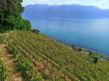 Photo for Impressive vineyard landscape in Vaud region, Switzerland. Terrace agriculture of grape vine, unesco site in front of Geneva lake - Royalty Free Image