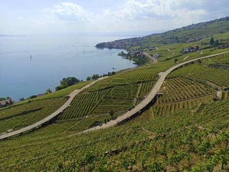 Photo for Scenic vineyard landscape in Vaud region, Switzerland. Terrace agriculture of grape vine. Unesco site near Lausanne, in front of geneva lake - Royalty Free Image