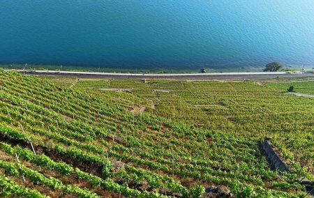 Photo for Vertiginous terraced vineyards landscape of Lavaux in Vaud, Switzerland, near Puidoux village. Unesco site near Lausanne, and geneva Lake - Royalty Free Image