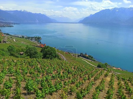 Photo for Picturesque swiss landscape of terraced vineyards of Lavaux in Switzerland in front of Geneva lake between Lutry and Vevey - Royalty Free Image